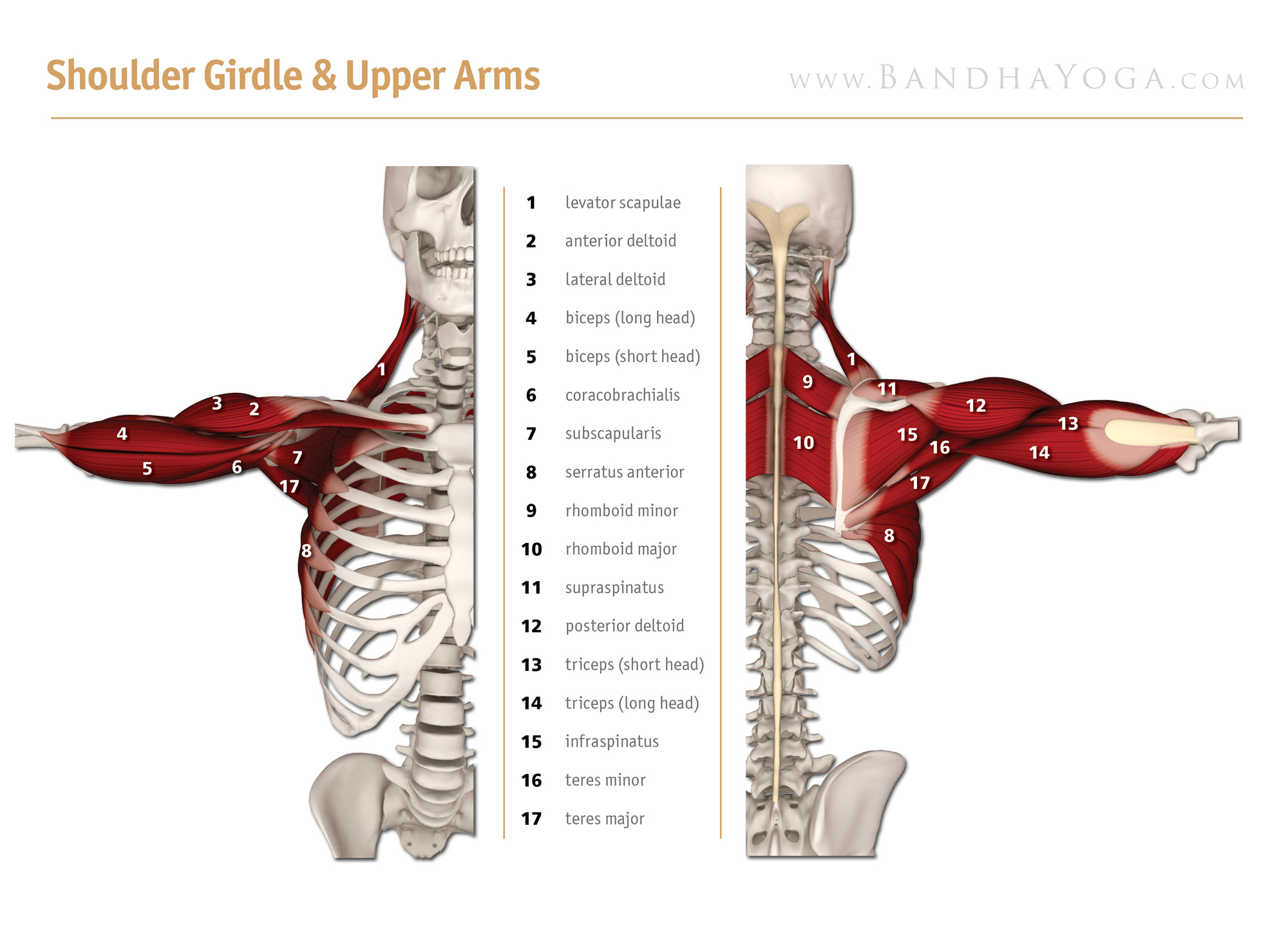 body-the-anatomy-the-shoulders