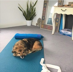 A dog sitting on a yoga mat